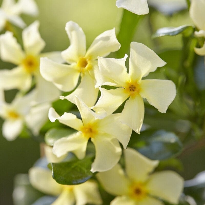 Yellow Star Jasmine | Trachelospermum jasminoides ‘Star of Tuscany’ Plant on a 90cm Cane in a 3L Pot