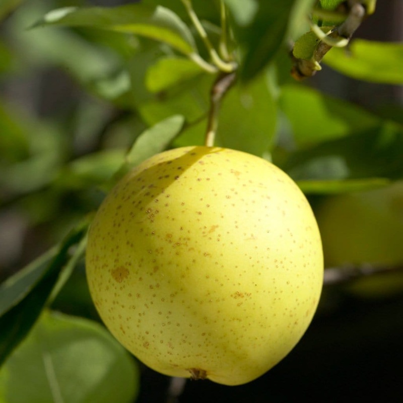 ’20th Century’ Japanese Pear Tree | Nashi Pear 2 Year Old Tree in a 9L Pot