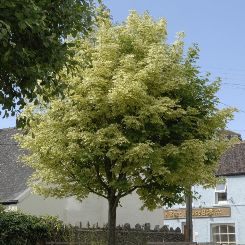 Acer platanoides ‘Drummondii’ | Variegated Maple Tree 2 Year Old Tree in a 9L Pot