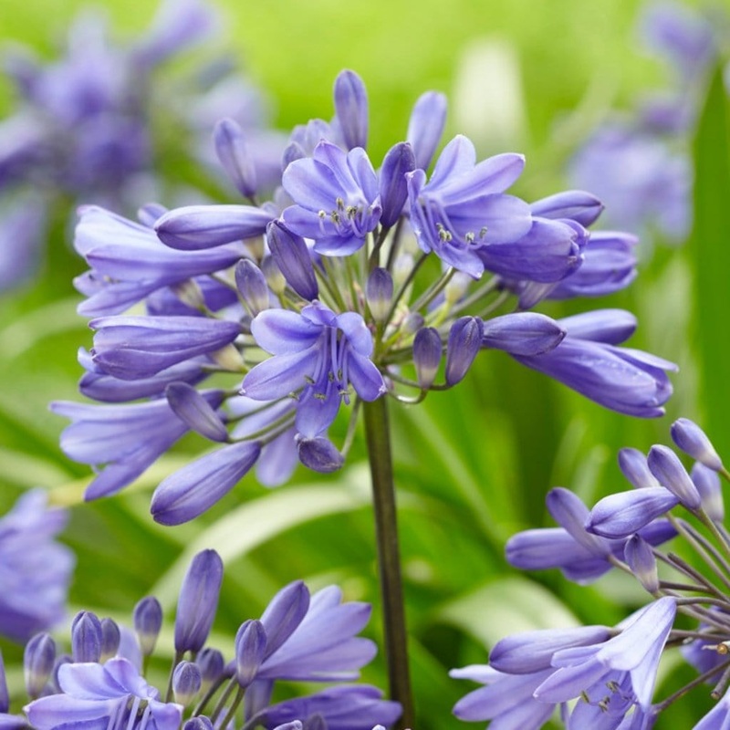 Agapanthus ‘Ever Sapphire’ Premium Plant in a 3L Pot
