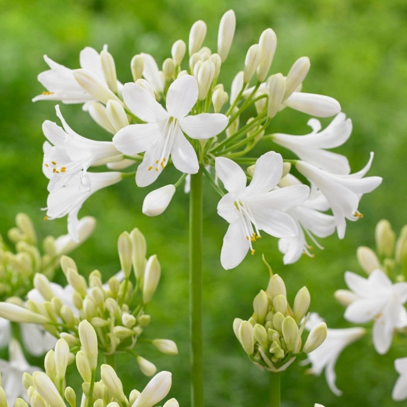Agapanthus ‘Ever White’ Premium Plant in a 3L Pot