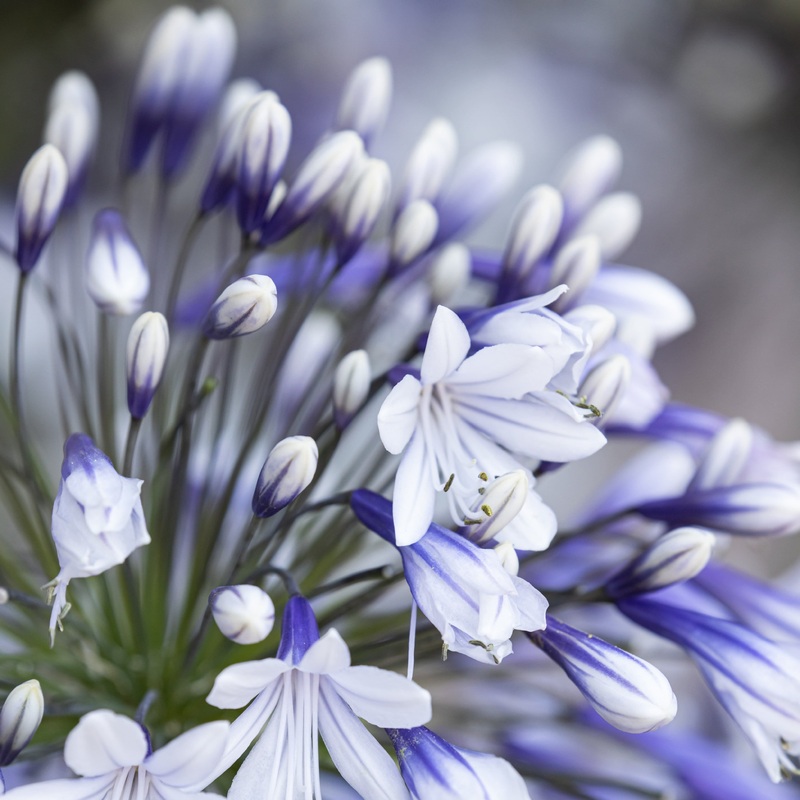 Agapanthus ‘Fireworks’ | 7.5L