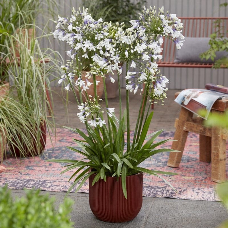 Agapanthus ‘Fireworks’ Premium Plant in a 3L Pot