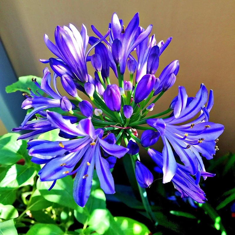 Agapanthus ‘Lapis Lazuli’ Premium Plant in a 2L Pot