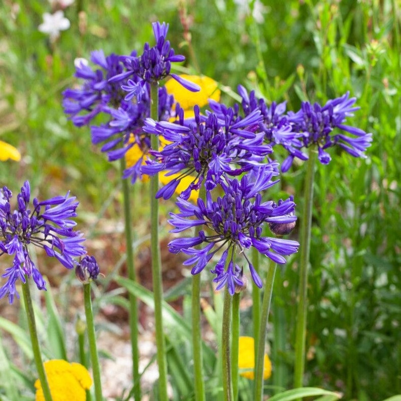 Agapanthus ‘Navy Blue’ | 3L