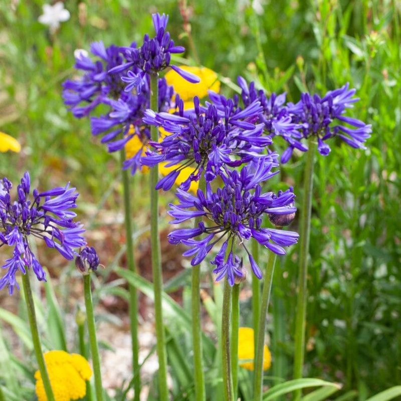 Agapanthus ‘Navy Blue’ | 7.5L