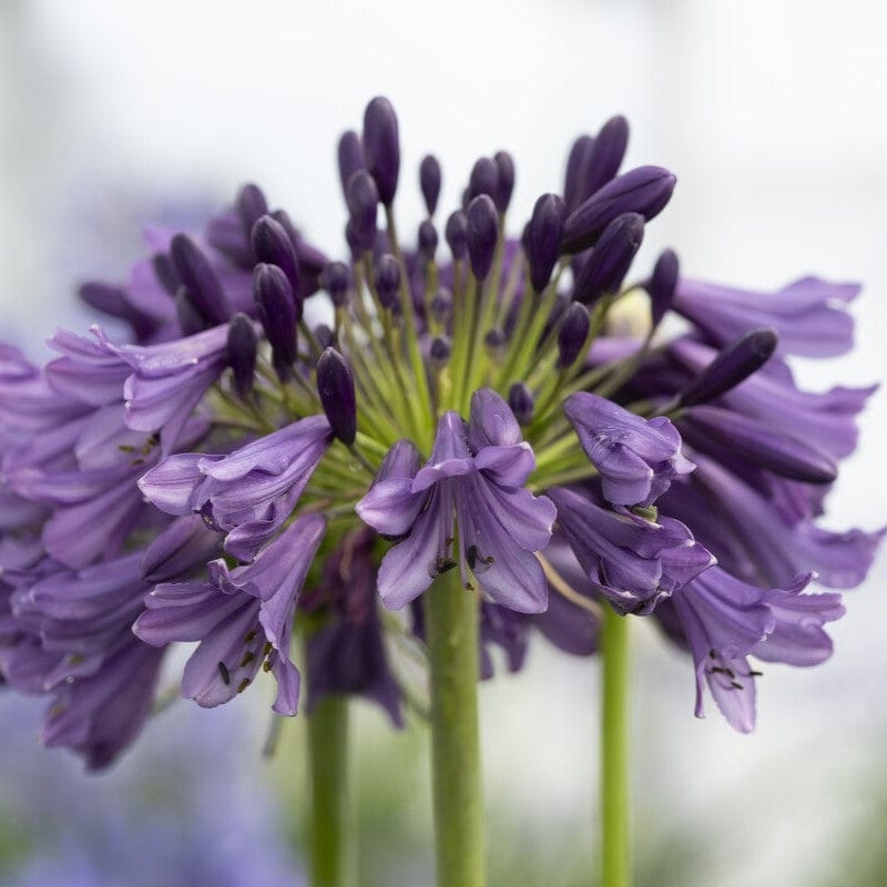 Agapanthus ‘Poppin Purple’ | 3L