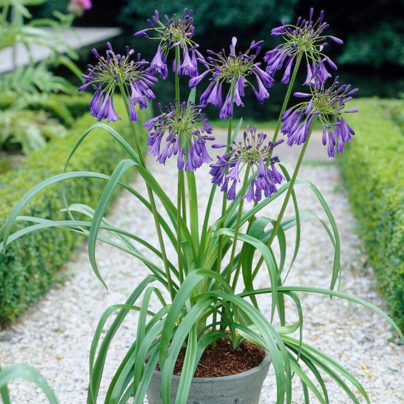Agapanthus ‘Purple Heart’ | 3L