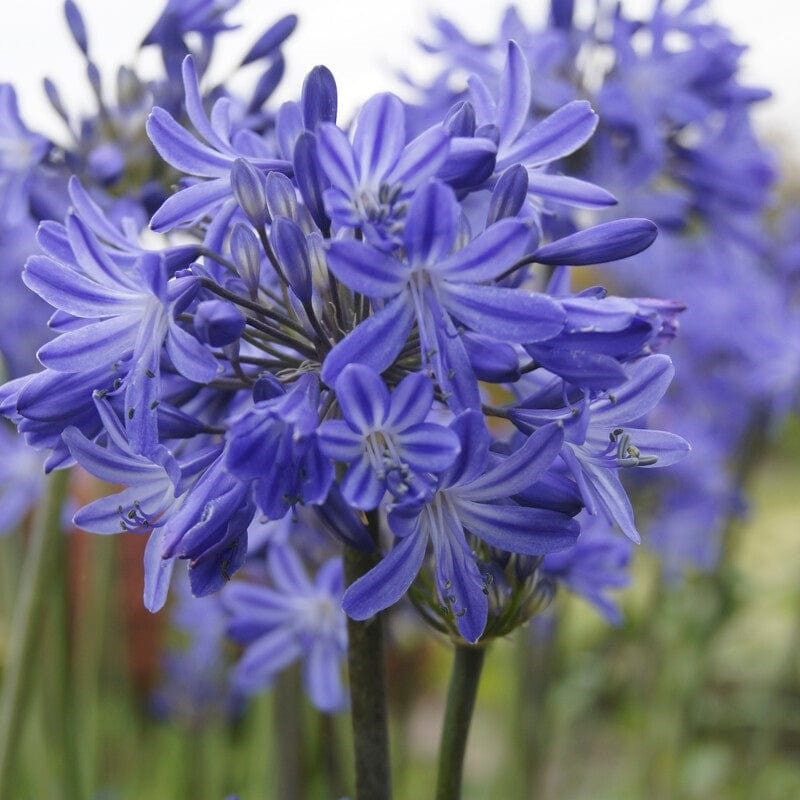 Agapanthus ‘Star Quality’ | 3L