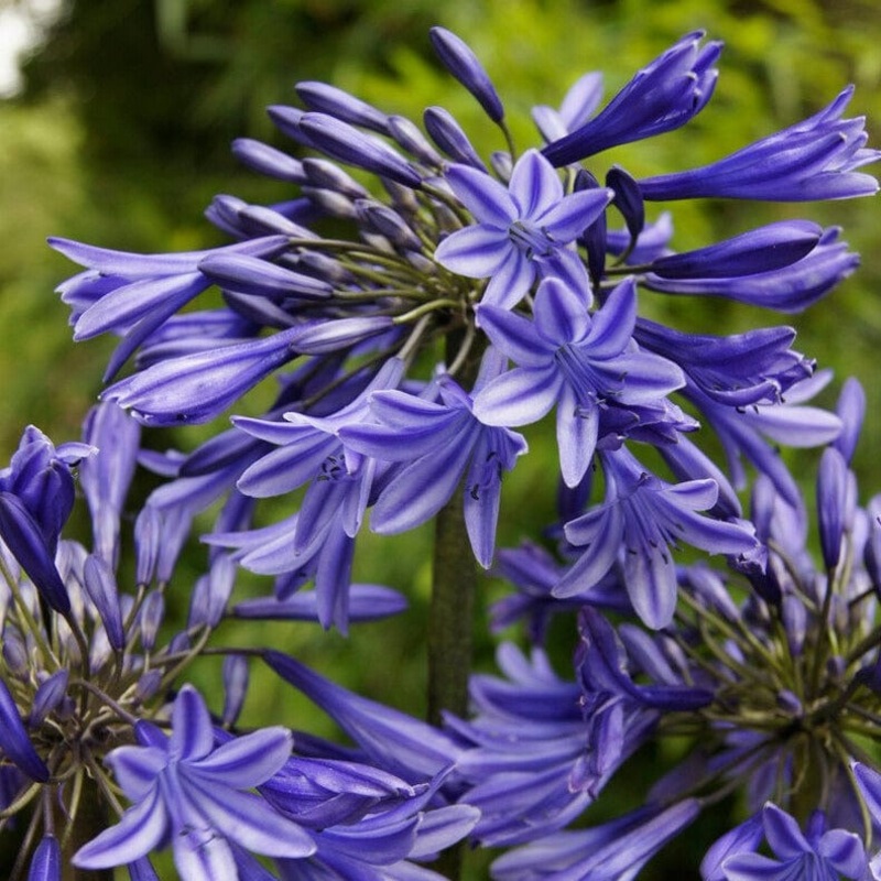Agapanthus ‘Stardust’ | 3L
