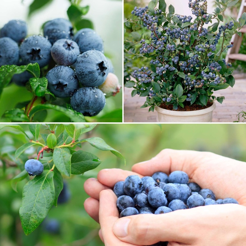 All Season Blueberry Plants Collection 3 Plants in 9cm Pots