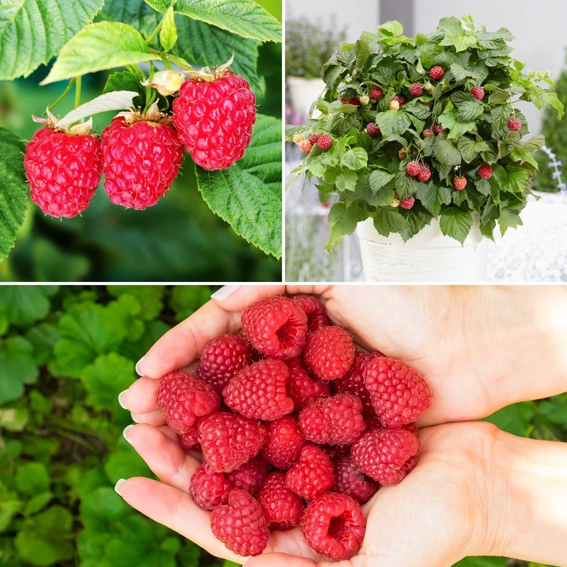 All Season Raspberry Plants Collection 3 Plants in 3L Pots