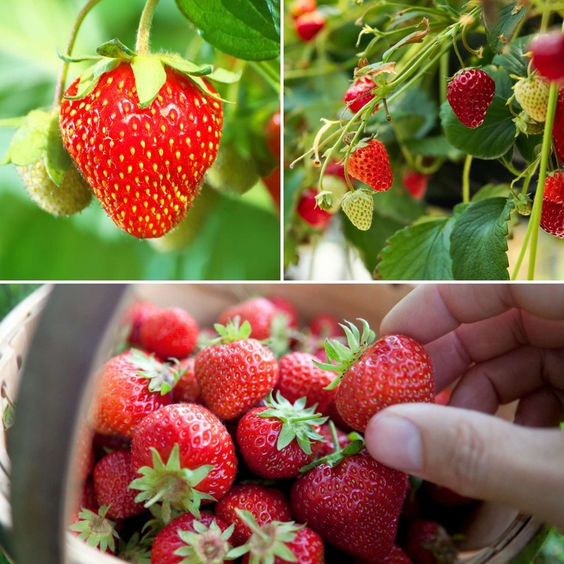 All Season Strawberry Plants Collection 9 Premium Plants in 9cm Pots