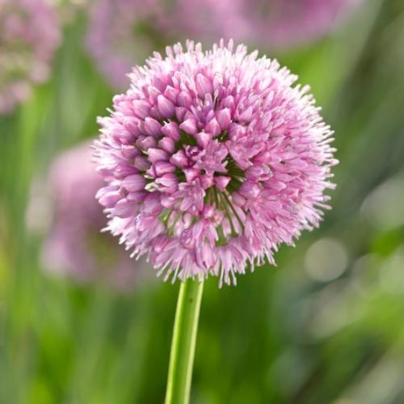 Allium ‘Millenium’ Premium Plant in a 3L Pot