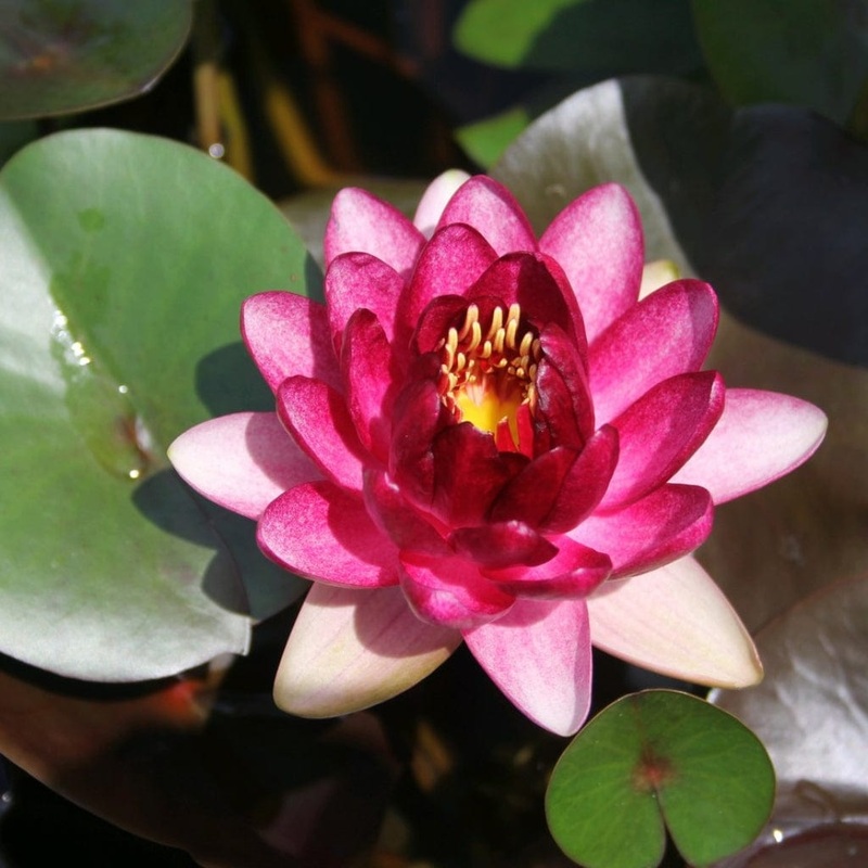 ‘Almost Black’ Water Lily Plant in a 3L Aquatic Pot
