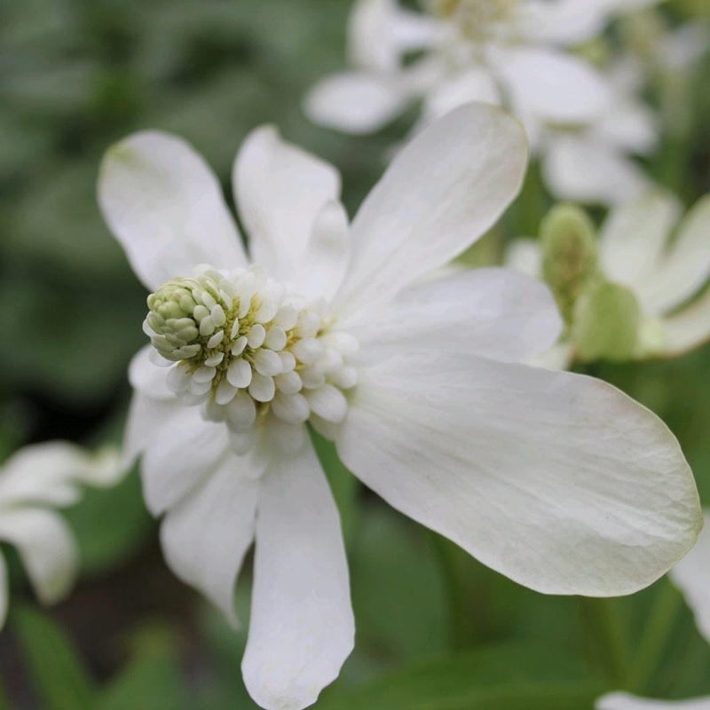 Apache Beads | Anemopsis californicum Plant in a 1L Aquatic Pot