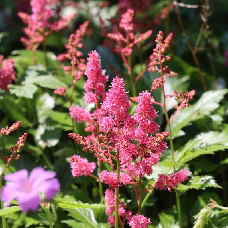 Astilbe Pink Plant in a 1L Aquatic Pot