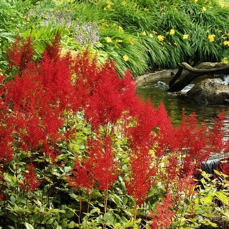 Astilbe Red Plant in a 1L Aquatic Pot