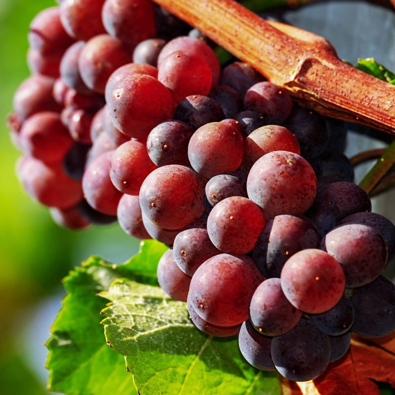 ‘Autumn Royal’ Seedless Grape Vine Plant on a 90cm Cane in a 3L Pot