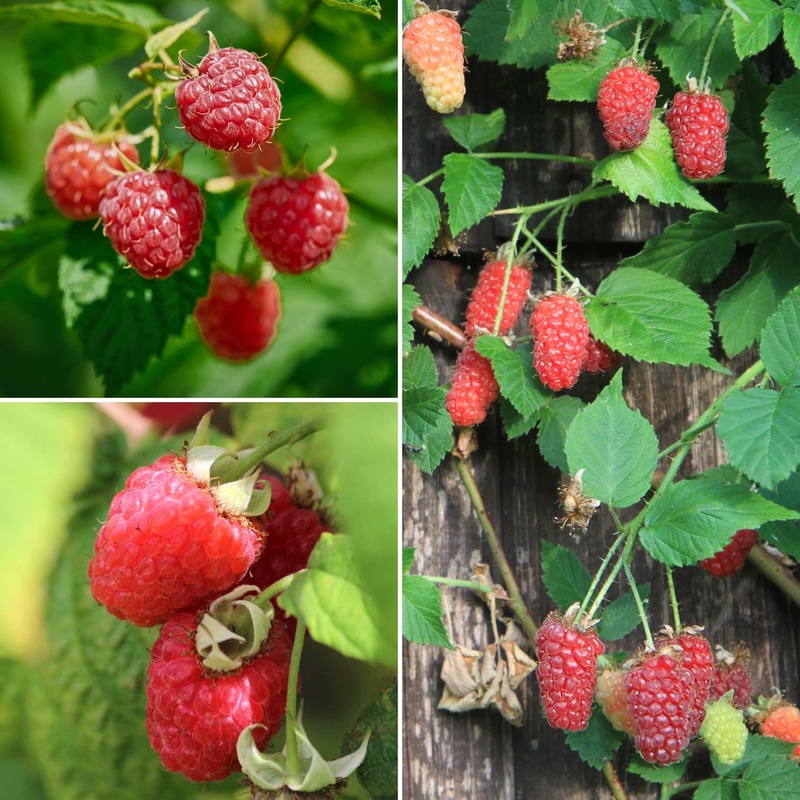 Award-Winning Raspberry Canes | Growers’ Choice 3 Plants in 3L Pots