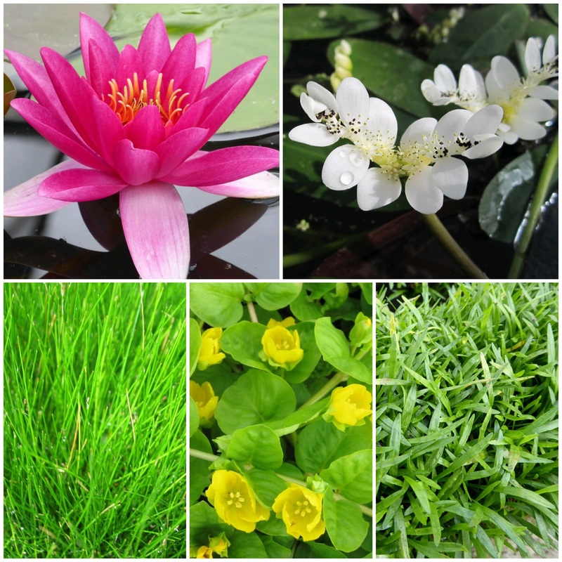 Best Small Pond Plants Collection with a Lily | Grower’s Choice 6 Plants in 1L Aquatic Pots