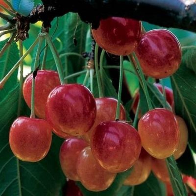 ‘Bigarreau Napoleon’ Cherry Tree 2 Year Old Tree in a 9L Pot