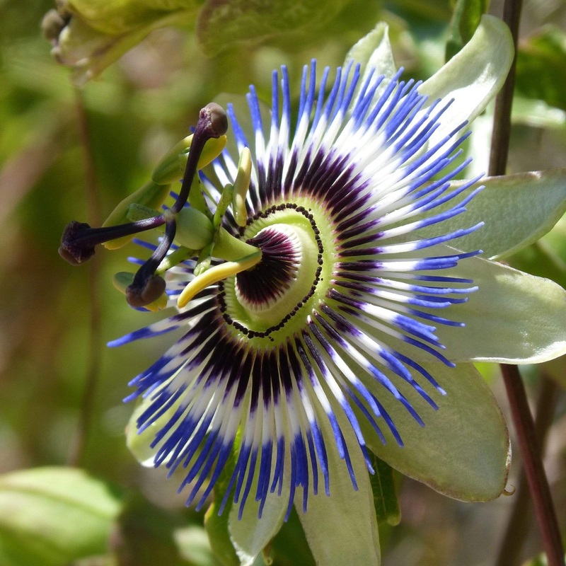 Blue Passion Flower | Passiflora caerulea Plant on a 90cm Cane in a 3L Pot