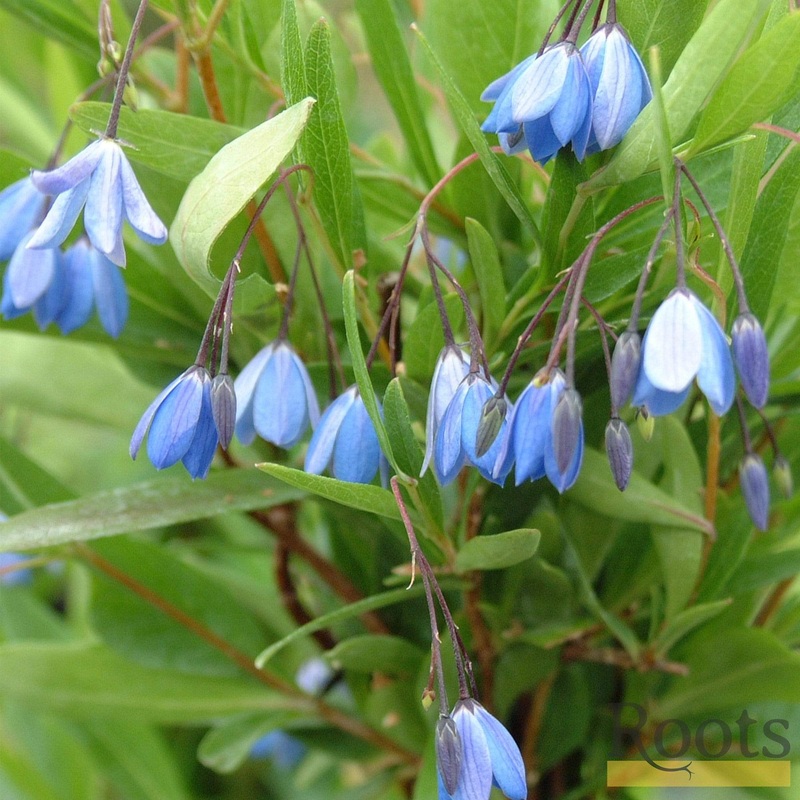 Bluebell Creeper | Sollya heterophylla Plant on a 90cm Cane in a 3L Pot