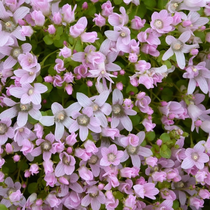 Bog Pimpernel | Anagallis tenella Plant in a 1L Aquatic Pot