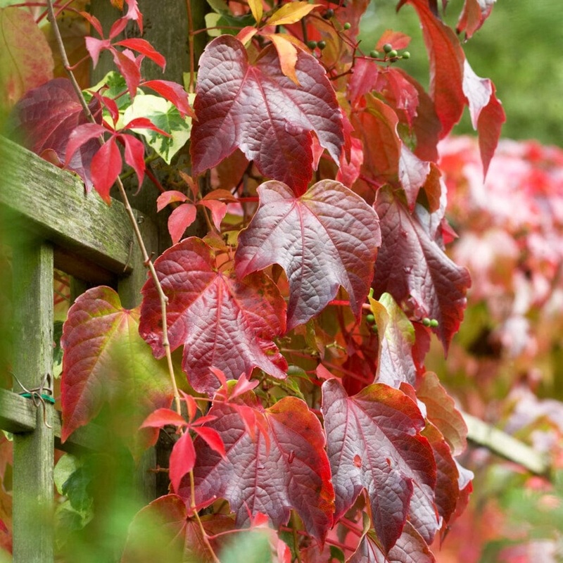 Boston Ivy | Parthenocissus tricuspidata ‘Veitchi’ Plant on a 90cm Cane in a 3L Pot