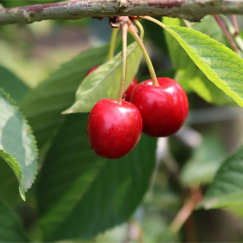 ‘Burlat’ Cherry Tree 2 Year Old Tree in a 9L Pot