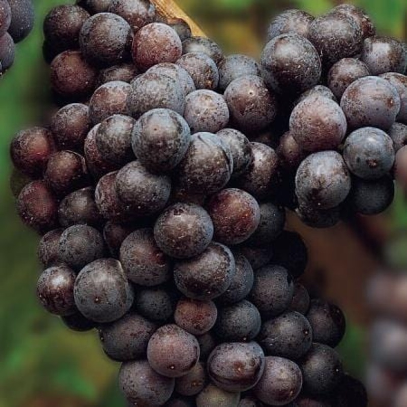 ‘Cabernet Sauvignon’ Grape Vine Plant on a 90cm Cane in a 3L Pot