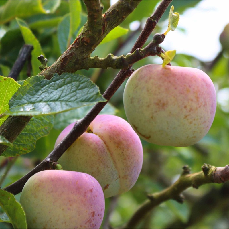 ‘Cambridge Gage’ Plum Tree 2 Year Old Tree in a 9L Pot