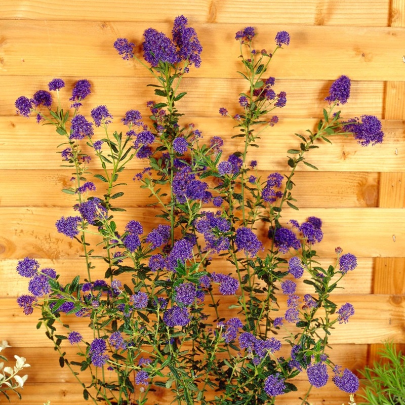 Ceanothus ‘Concha’ Plant on a 90cm Cane in a 3L Pot