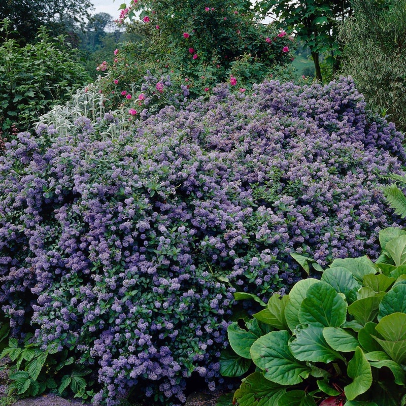 Ceanothus ‘Puget Blue’ Plant on a 90cm Cane in a 3L Pot