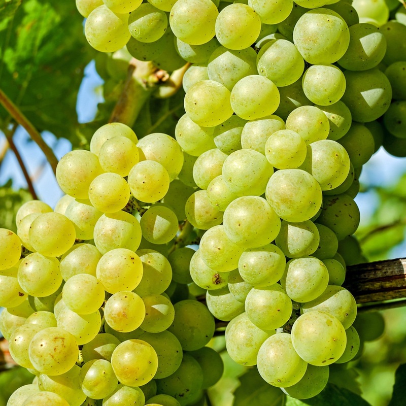 ‘Chardonnay’ Grape Vine Plant on a 120cm Cane in a 3L Pot