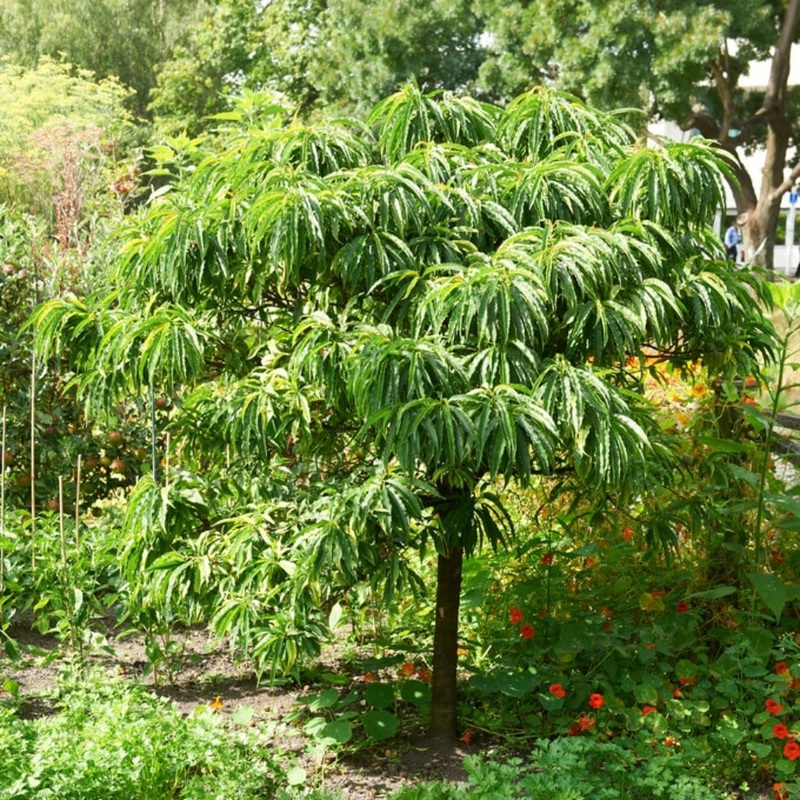 Chestnut Tree | Castanea sativa Plant in a 3L Pot