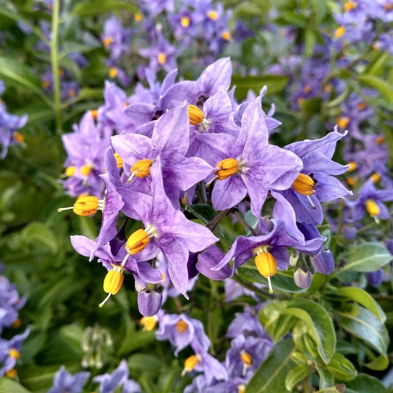Chilean Potato Vine | Solanum crispum ‘Glasnevin’ Plant in a 3L Pot