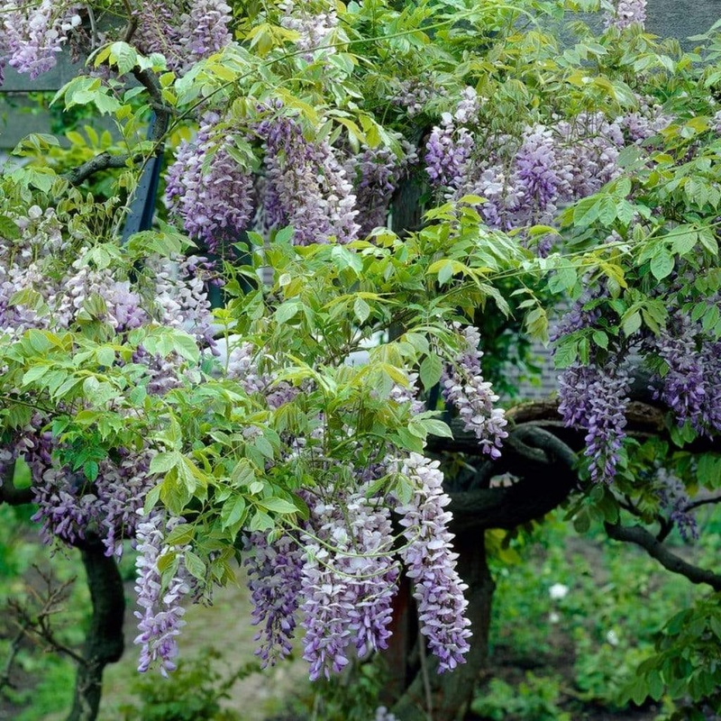 Chinese Wisteria | Wisteria sinensis ‘Blue Sapphire’ Grafted Plant in a 2L Pot