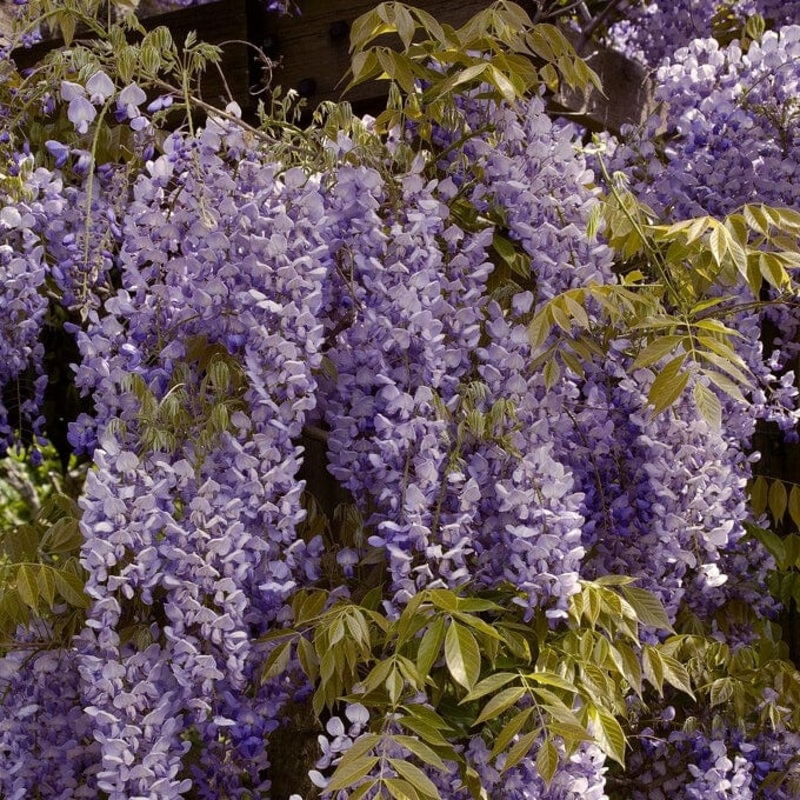 Chinese Wisteria | Wisteria sinensis Grafted Plant in a 2L Pot