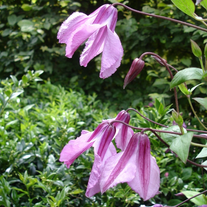 Clematis ‘Aljonushka’ Plant on a 90cm Cane in a 3L Pot