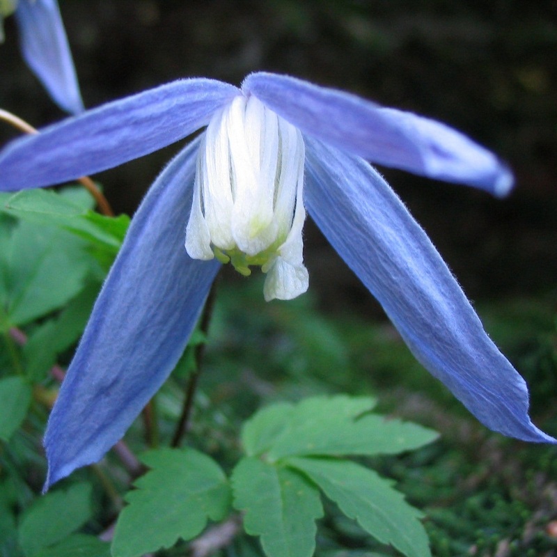 Clematis alpina ‘Bredon Blue’ Plant on a 90cm Cane in a 3L Pot