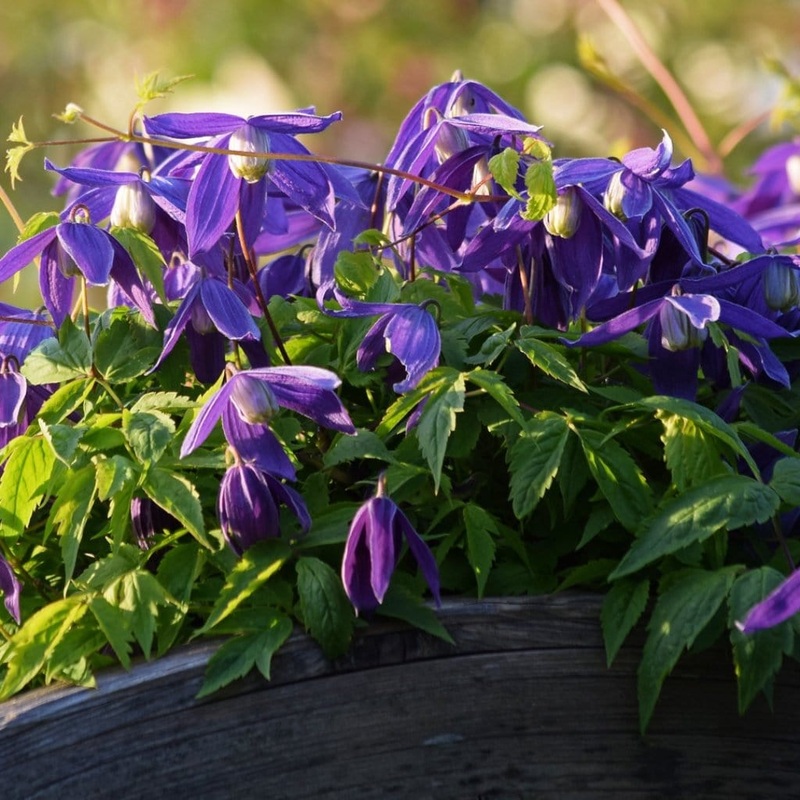 Clematis alpina ‘Cyanea’ Plant on a 90cm Cane in a 3L Pot