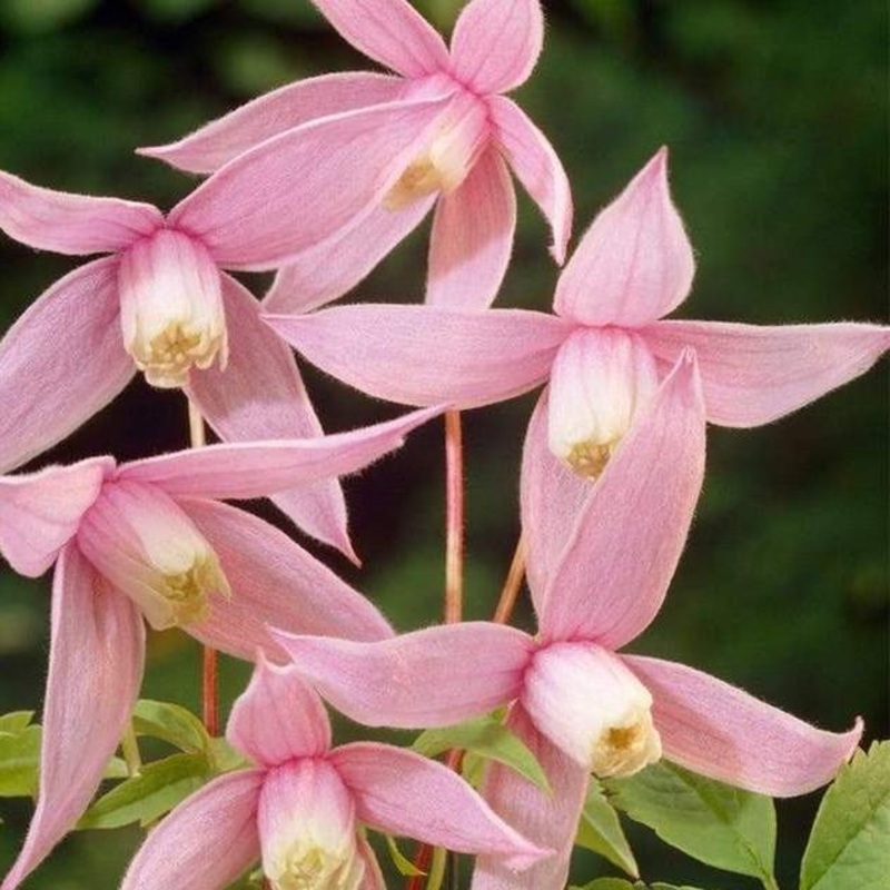 Clematis alpina ‘Willy’ Plant on a 90cm Cane in a 3L Pot