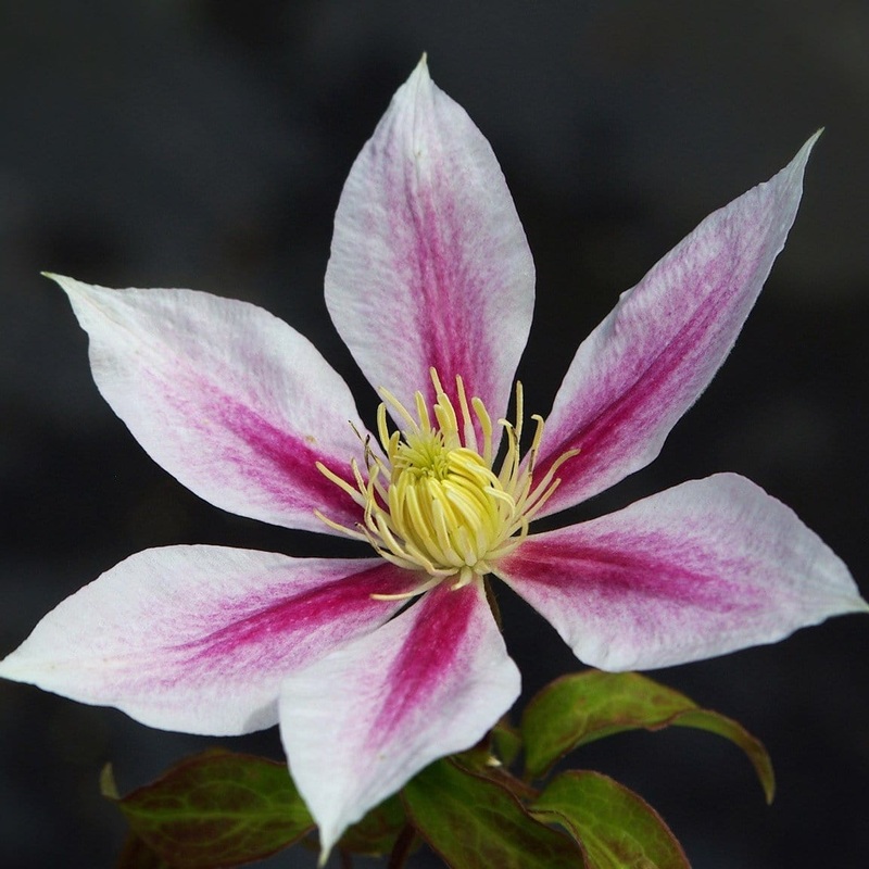 Clematis ‘Andromeda’ Plant on a 90cm Cane in a 3L Pot