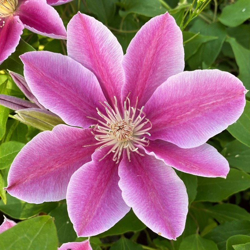Clematis ‘Bees’ Jubilee’ Plant on a 90cm Cane in a 3L Pot