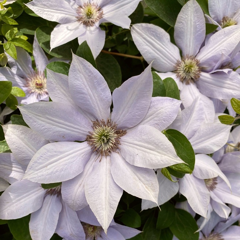Clematis ‘Bernadine’ Plant on a 90cm Cane in a 3L Pot