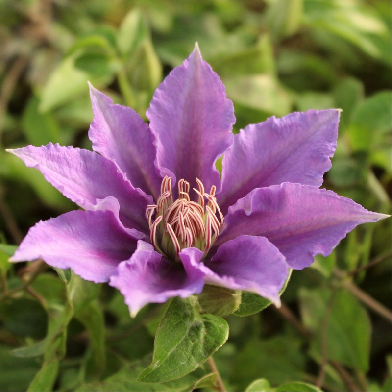 Clematis ‘Bijou’ Plant on a 90cm Cane in a 3L Pot