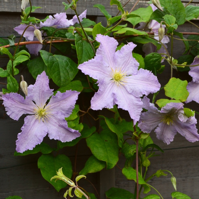Clematis ‘Blue Angel’ Plant on a 90cm Cane in a 3L Pot