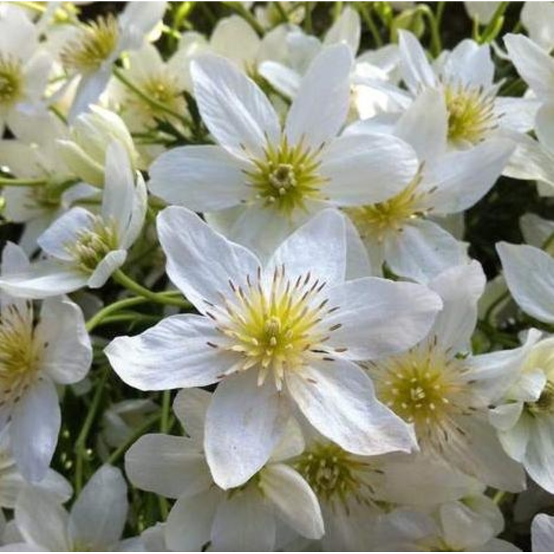 Clematis cartmanii ‘Joe’ Plant on a 90cm Cane in a 3L Pot
